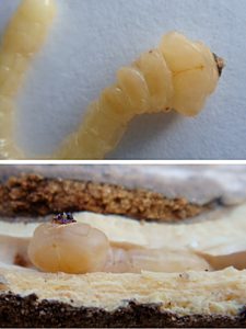 Microcastalia globithorax, PL4188, larva, in Leptomeria aphylla (PJL 3312), SE, photo by A.M.P. Stolarski, 27.8 × 5.0 mm